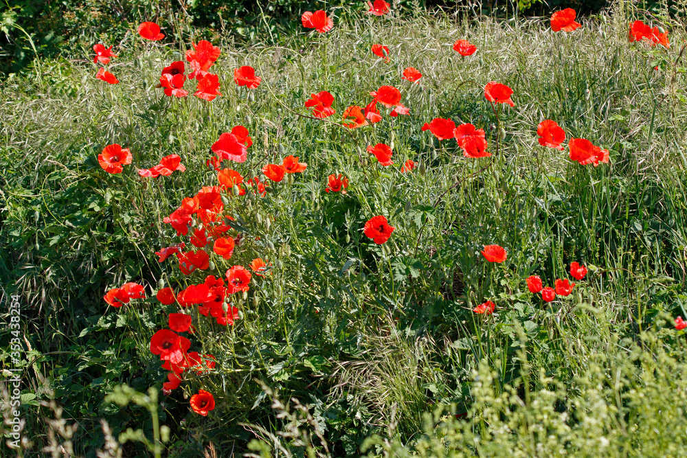 Fototapeta premium Klatschmohn