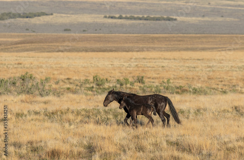 Wild Horse Mare and Foal in Spring in the Utah Desert © natureguy