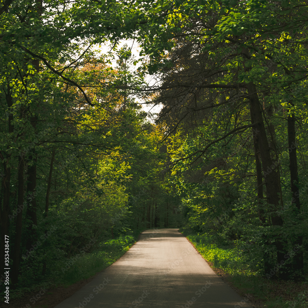 Obraz premium Droga w lesie...