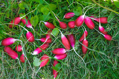 Fresh washed radish on the grass surface in a garden in Ukraine. Copy space. photo