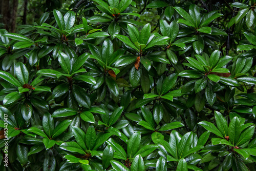 Natural background with Pittosporum Tobira lush foliage with water drops on green leaves after rain