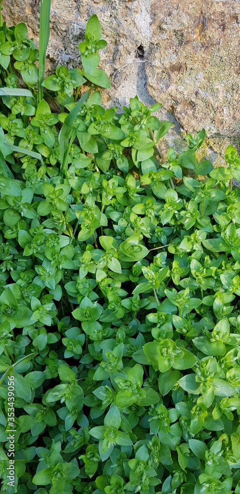 green ivy on the wall green ivy on the wall