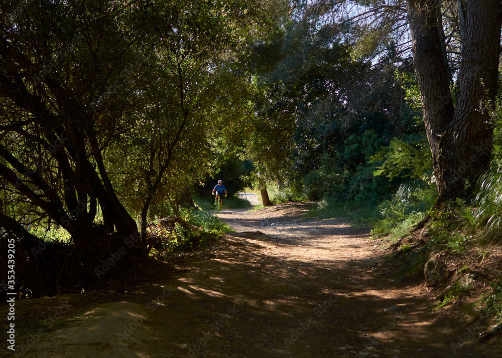 Obraz premium path in the forest