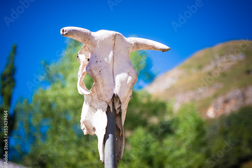 Cow skull. Saliencia, Somiedo, Principality of Asturias, Spain, Europe photo