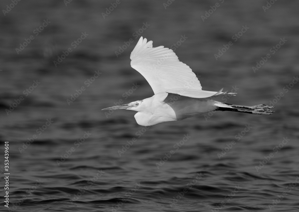 Great Egret flying at Busiateen coast of Bahrain Great Egret flying at Busiateen coast of Bahrain