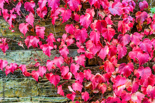 Creeper in autumn. Santa Eulalia de Oscos. Los Oscos, Principality of Asturias, Spain, Europe photo