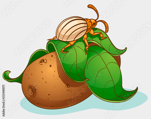 Colorado beetle and potato, vector illustration. Isolated on white.
