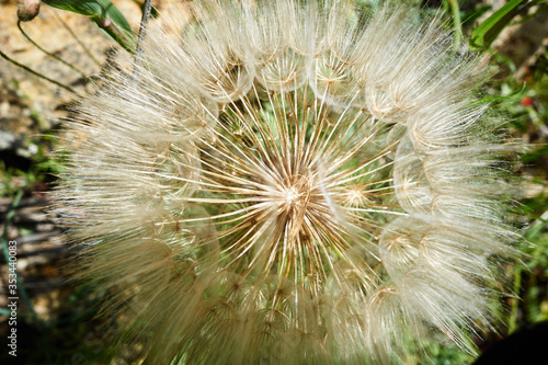 Taraxacum officinale  the common dandelion  is a flowering herbaceous perennial plant of the family Asteraceae