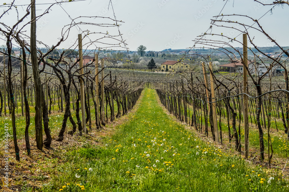Obraz premium Vineyards on the hills of the Soave area near Verona in northern Italy, Soave is also a famous white italian wine.