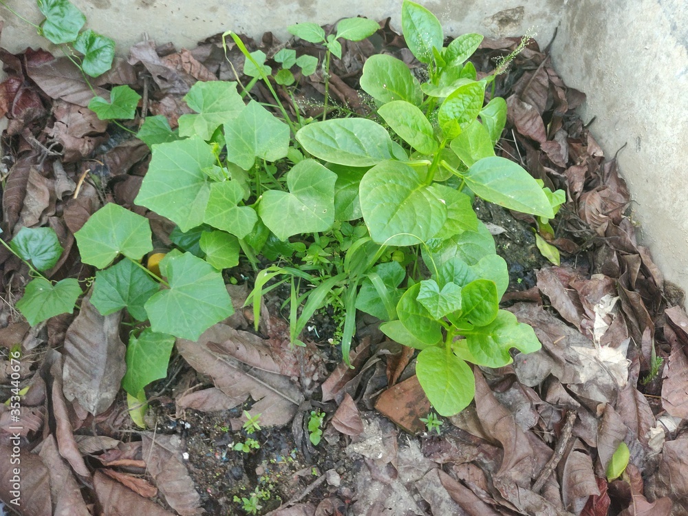 Obraz premium Few green colored vegetable leaf planted in the middle of a wall on fresh soil