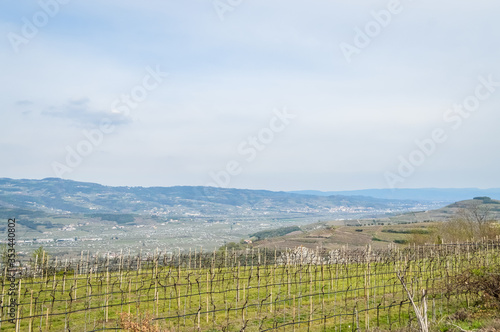Vineyards on the hills of the Soave area near Verona in northern Italy  Soave is also a famous white italian wine.
