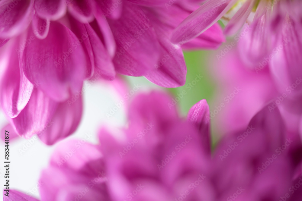 Beautiful chrysanthemum bud. Closeup macro photo Beautiful chrysanthemum bud. Closeup macro photo