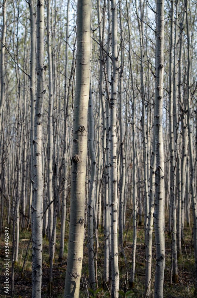 Obraz premium A forest full of thin white birch trees in Winnipeg, Manitoba
