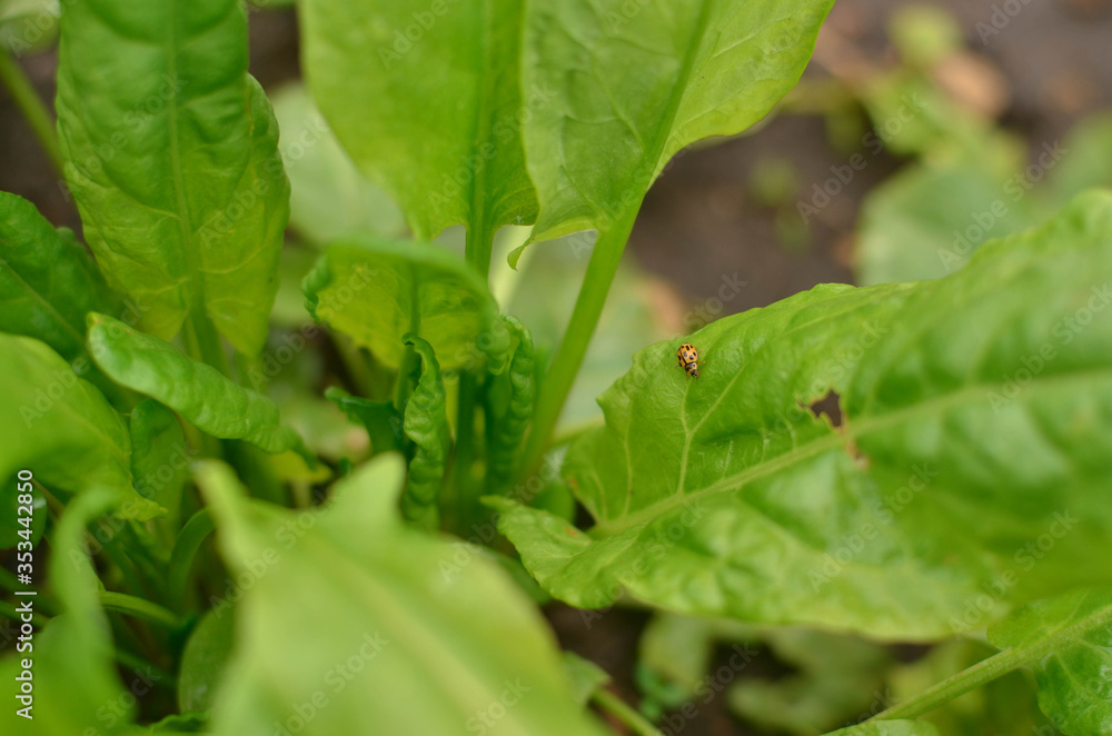 yellow ladybug crawling on sorrel leaves close up yellow ladybug crawling on sorrel leaves close up