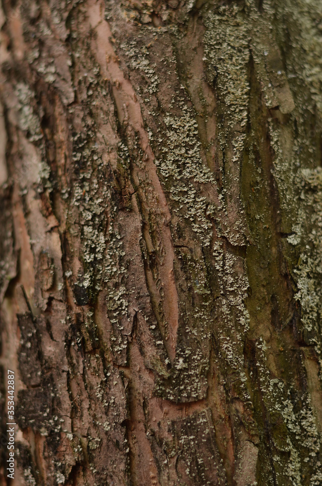 Apple tree bark covered with small lichen Apple tree bark covered with small lichen