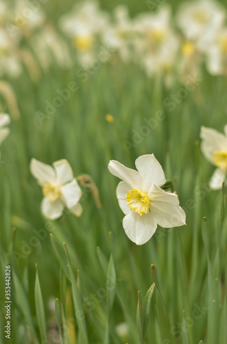 white daffodil in the clearing