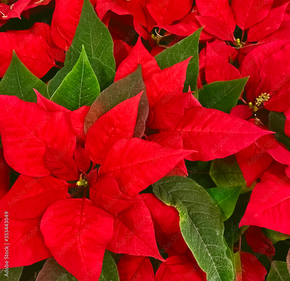 Red Christmas Poinsettia Flowers. Background, texture