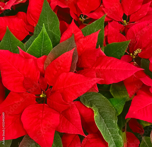 Red Christmas Poinsettia Flowers. Background  texture