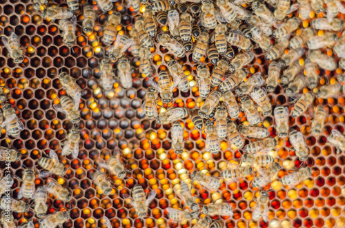 honey bees on honeycomb in apiary in the summertime