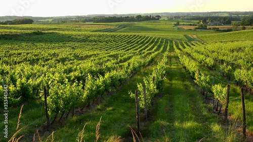 Sunset landscape bordeaux wineyard france, europe Nature