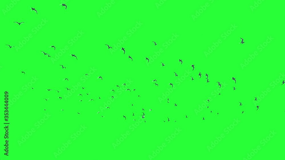 A large group of seagulls isolated on Green screen, chroma key background. A group of migratory birds moving toward the south in the sky. Wildlife. Flock of birds flies in strong winds. A large group of seagulls isolated on Green screen, chroma key background. A group of migratory birds moving toward the south in the sky. Wildlife. Flock of birds flies in strong winds.