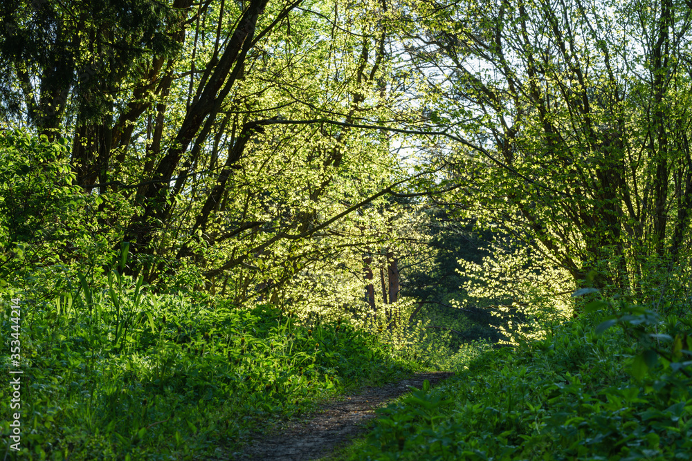 Obraz premium Spring in the forest, juvenile light green leaves on trees, sunlight shining through green illuminated foliage, ground path via the forest. The best period of the year, everything is fresh and pure.