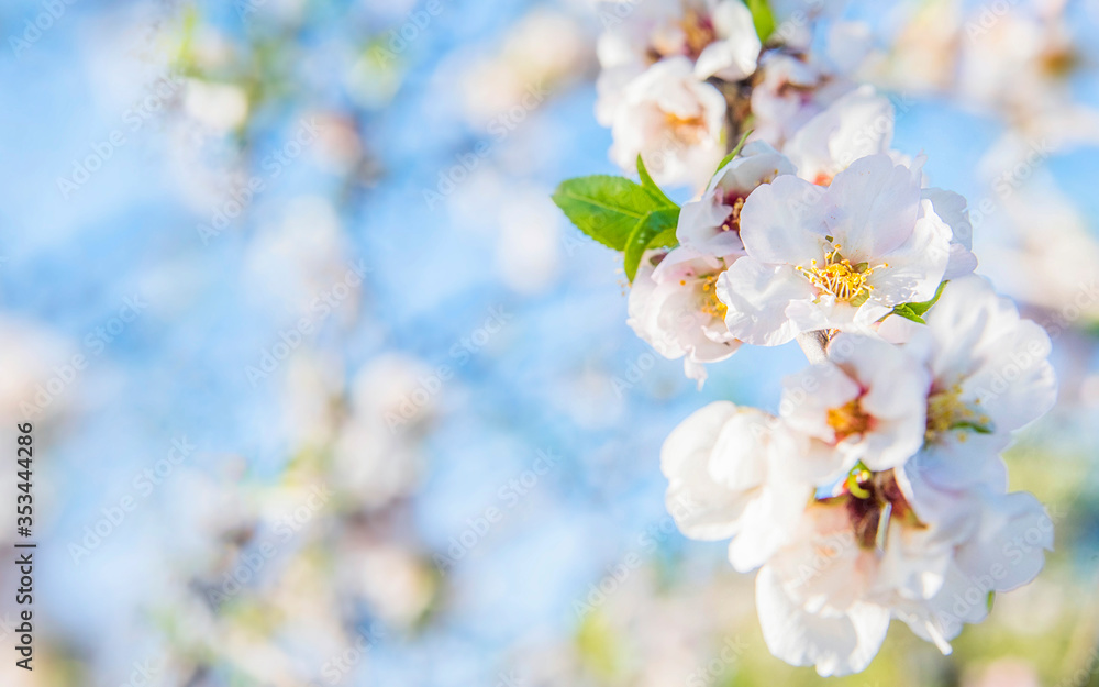 Fototapeta premium Flower spring background