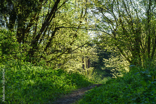 Spring in the forest, juvenile light green leaves on trees, sunlight shining through green illuminated foliage, ground path via the forest. The best period of the year, everything is fresh and pure.