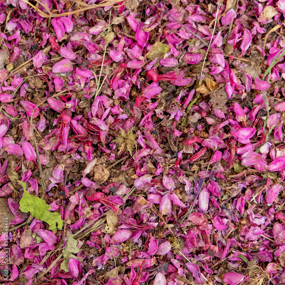 violet colored lilac dried flowers and leaves close up, natural background
