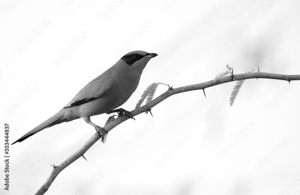 Fototapeta premium Grey Hypocolius on acacia tree, Bahrain