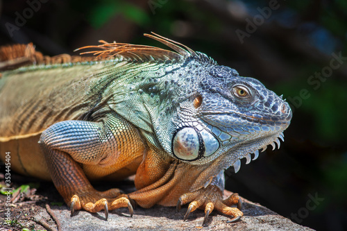 Closeup of an adult green American iguana posing outdoors by himself on a grey stone wall during a sunny summer day.