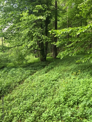 path in the forest