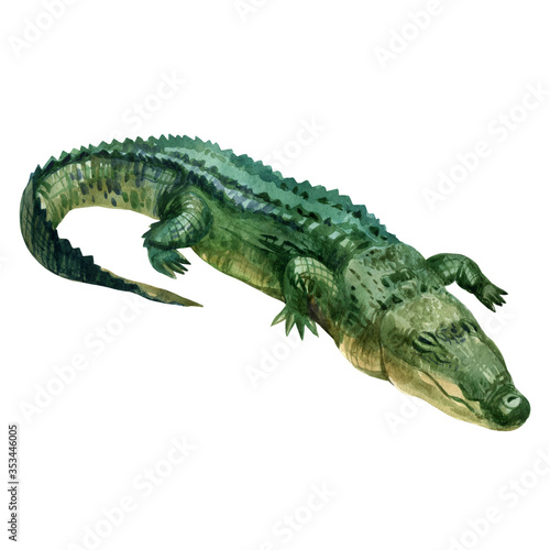 Watercolor illustration  crocodile. Isolated freehand drawing of a crocodile on a white background.