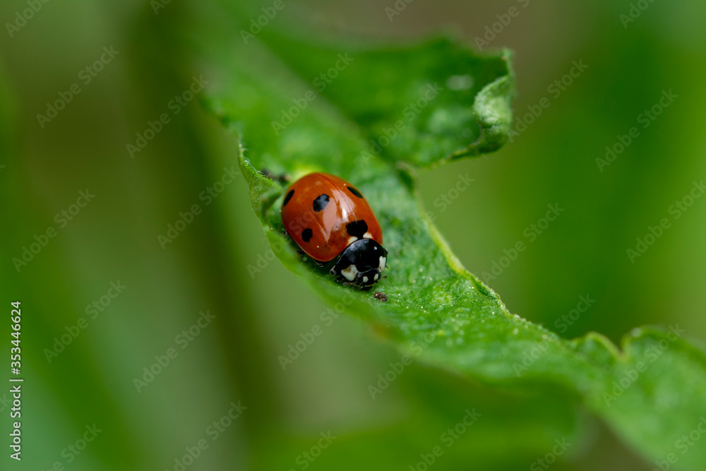 Beautiful lady bug on green leaf Beautiful lady bug on green leaf