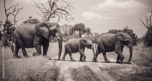 Herd of Elephants