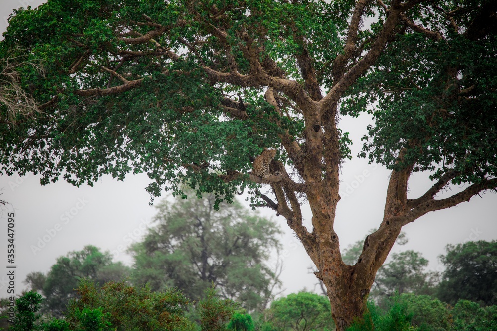 Fototapeta premium Leopard in the tree