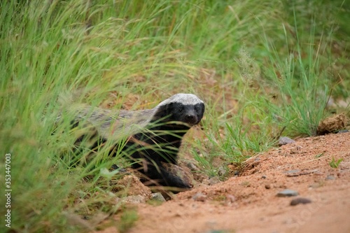 Honey Badger Holding a Leopard Tortoise