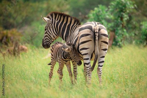 Zebra and Young