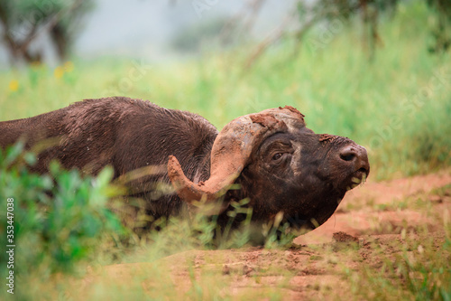 Buffalo