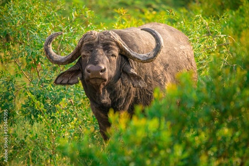 Buffalo