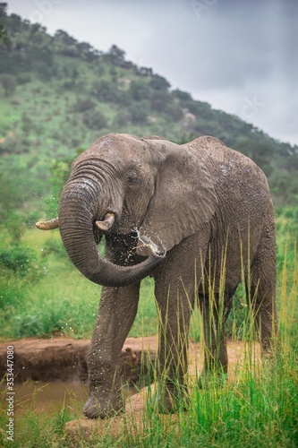 Elephant Water