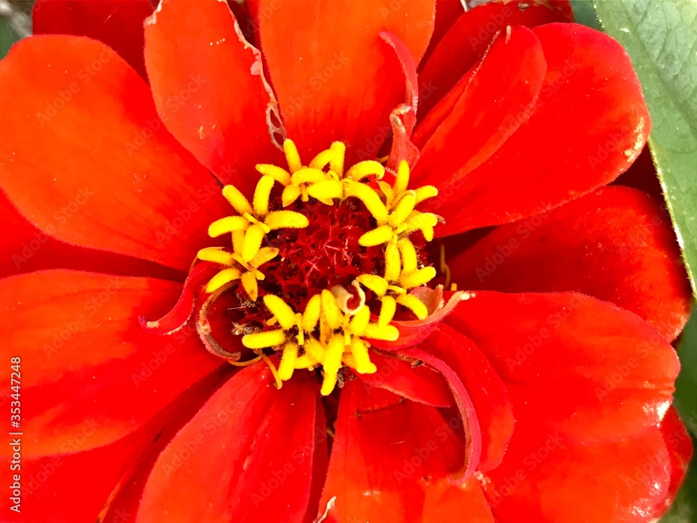 Red Zinnia Macro 