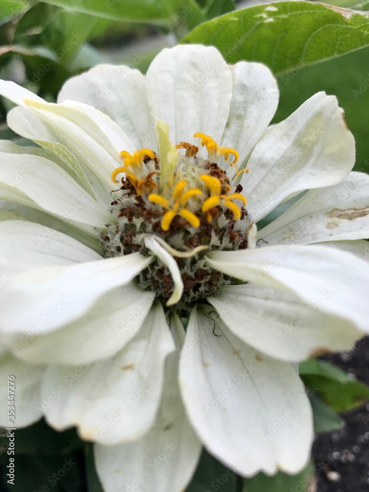 Obraz premium White Zinnia Bloom, up close 