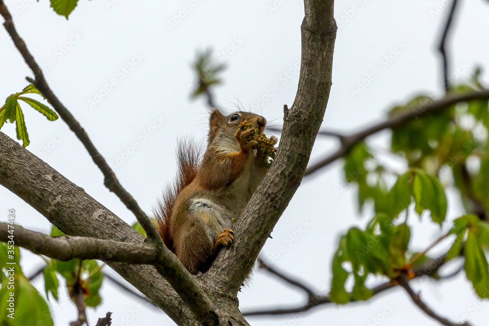 The small American red squirrel (Tamiasciurus hudsonicus) eats walnut flowers The small American red squirrel (Tamiasciurus hudsonicus) eats walnut flowers