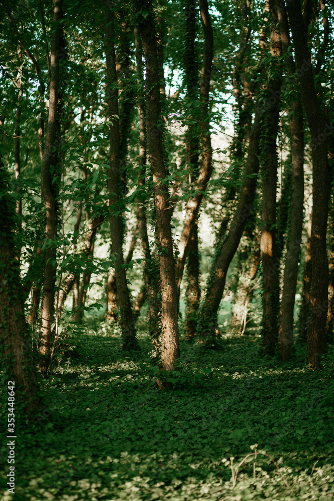 a sunny day in the forest with tall green trees a sunny day in the forest with tall green trees