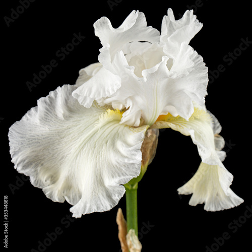 White flower of iris close-up, isolated on black background
