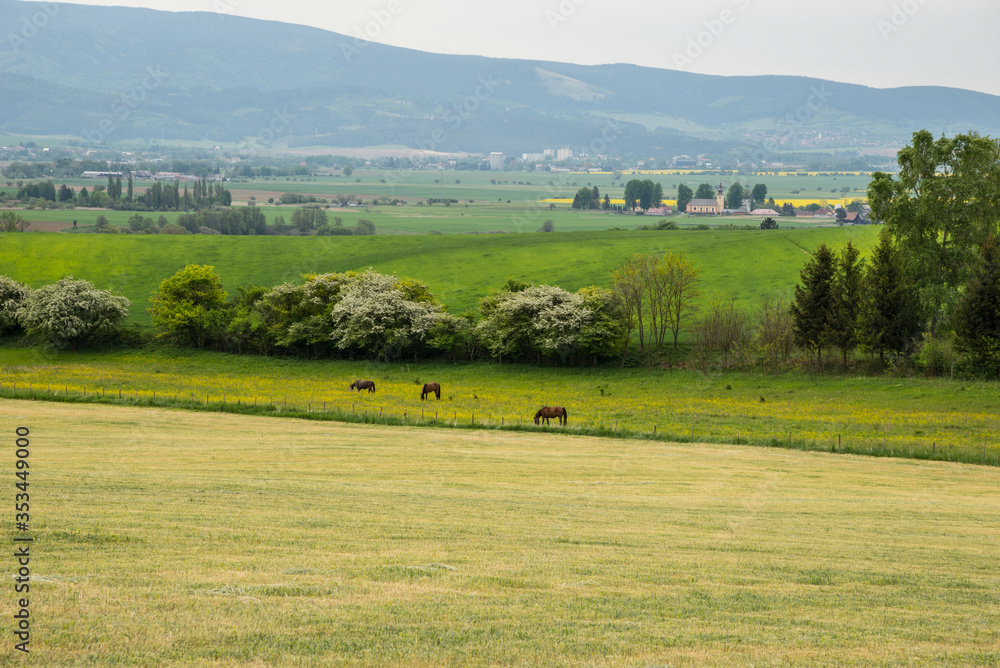Green valley in the central Europe in the spring. Grazing horses in a field