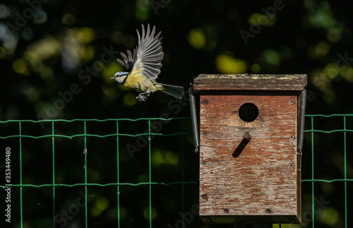 mésange bleue nichoir nid  photo