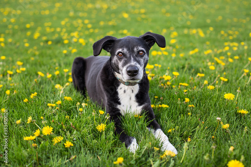 Old  Dog Lying Down in Grass and Dandelions