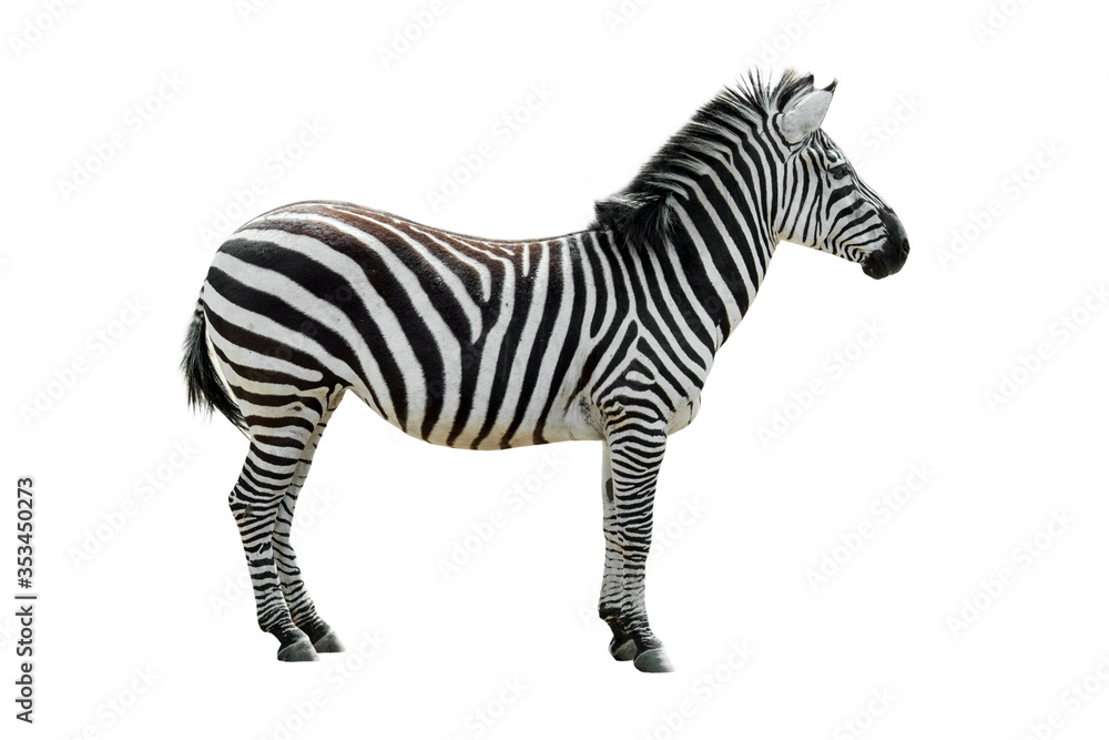 Plains zebra / common zebra (Equus quagga / Equus burchellii) against white background Plains zebra / common zebra (Equus quagga / Equus burchellii) against white background